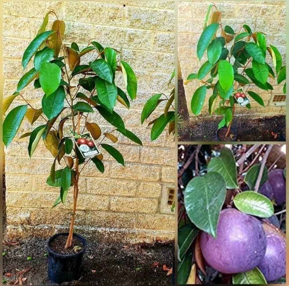Milk Fruit Plants (Star Apple) — Exotic Fruits sapling available at Agro Nursery Garden